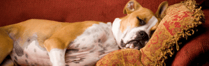 lodging-dogs